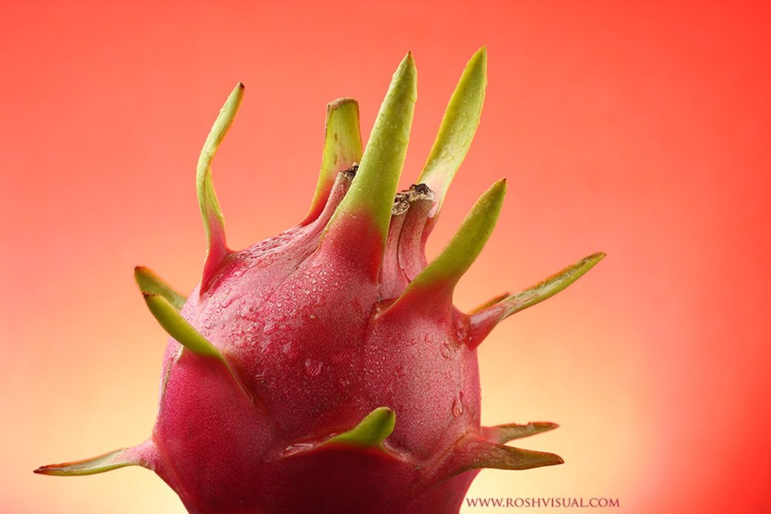 yogyakarta jakarta bandung semarang solo medan surabaya farm farming dragon fruit photography photographer panggilan