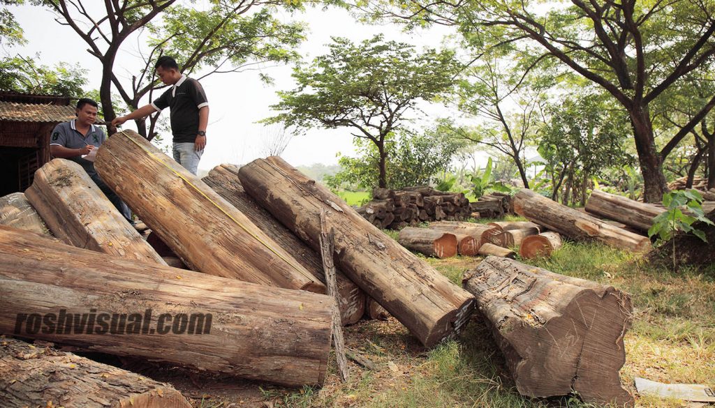 origin of teak wood,